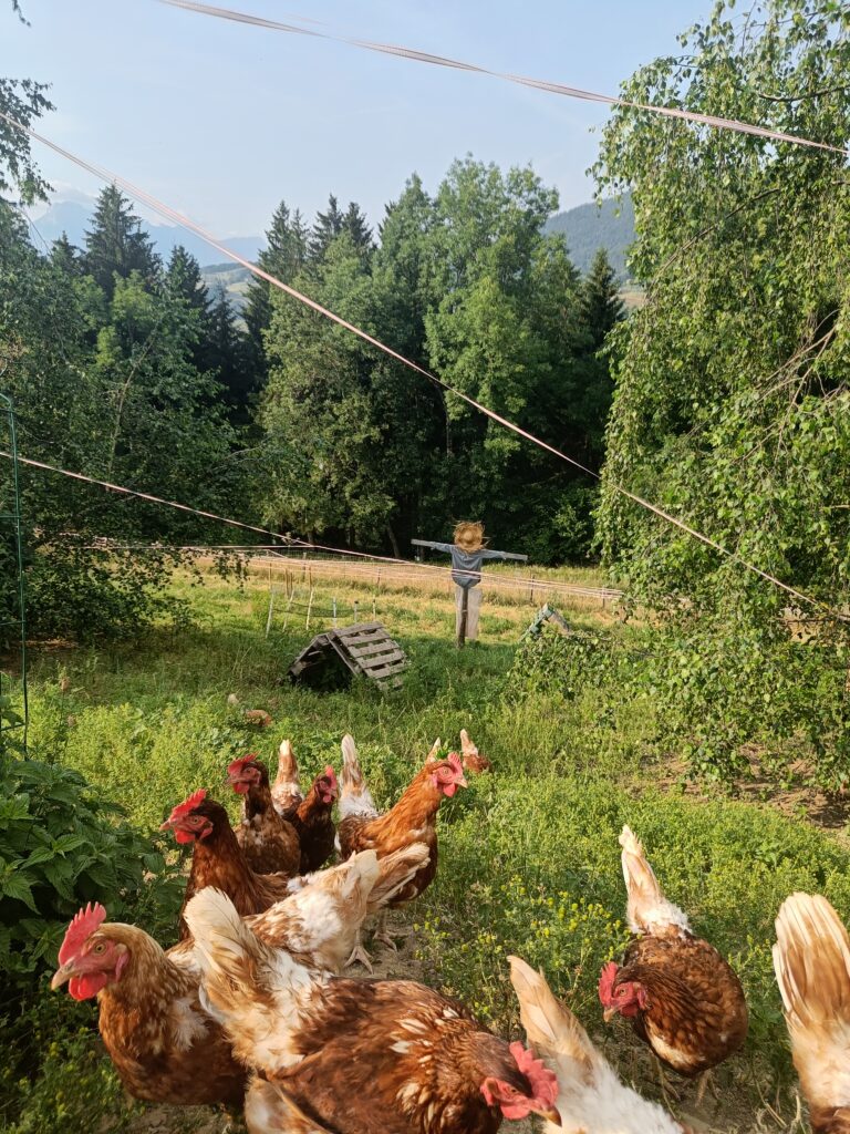 Nos poules pondeuses en plein air à la ferme