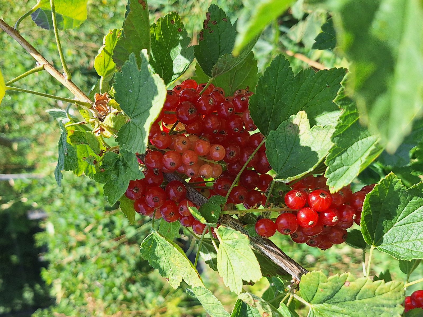 Groseilles rouges sur la branche, cultivées à la ferme
