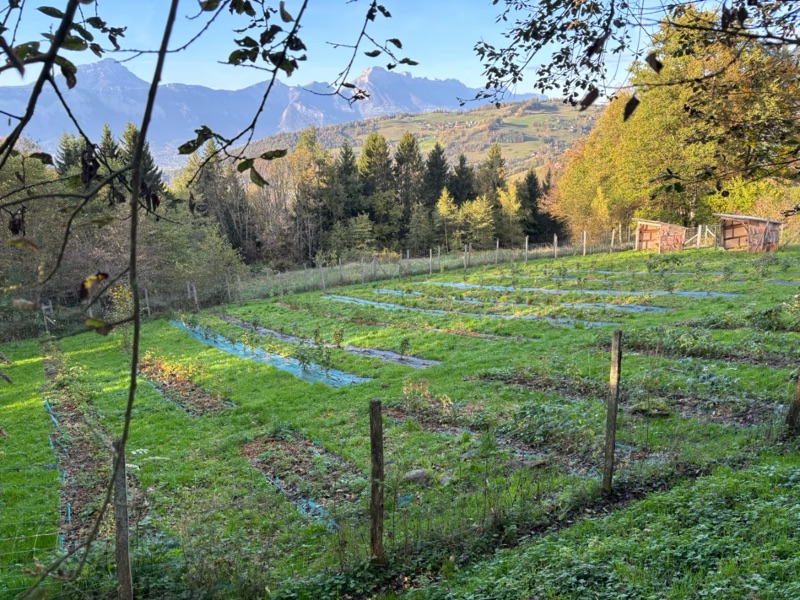 Les rangs de petits fruits de la ferme, face aux montagnes de la Chartreuse