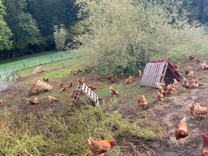 Les poules de la ferme en plein air, sous les arbres