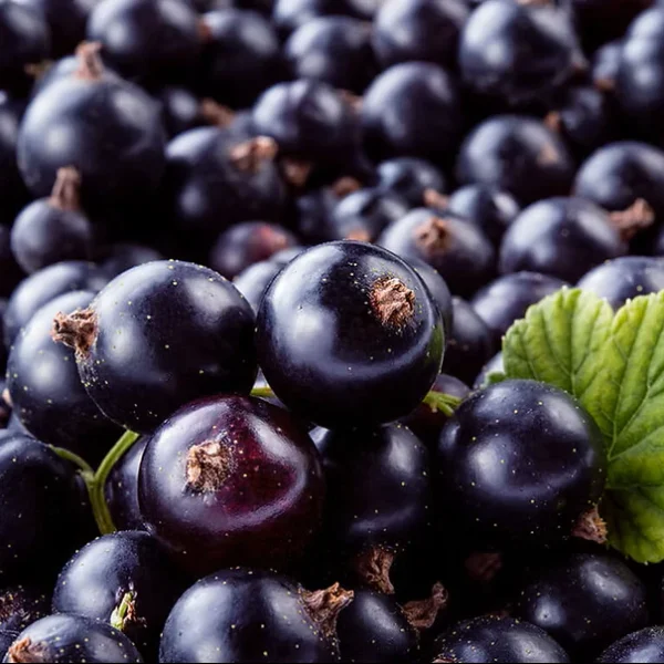Seau de cassis